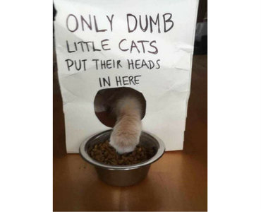 silly photo of cat outsmarts sign that says only dumb little cats put their head in here