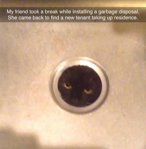 funny pic of cat sticking face through garabage disposal