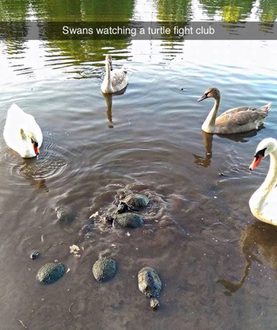 hilarious picture of swans watching turtle fight club