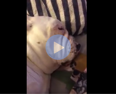 funny video of a dog snoring like a cartoon character