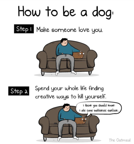 how to be a dog comic by the oatmeal, best funny pictures, funny pics, funny photos, funny pictures, funny vids, the best funny pictures, really funny photos, funny photos of animals, funny photos 2016, funny photos 2017, funny photos 2018, funny photos 2019, funny pics 2016, funny pics 2017, funny pics 2018, funny pics 2019, funny pictures 2016, funny pictures 2017, funny pictures 2018, funny pictures 2019, funniest pics 2016, funniest pics 2017, funniest pics 2018, funniest pics 2019, funniest pictures 2016, funniest pictures 2017, funniest pictures 2018, funniest pictures 2019, funniest photos 2016, funniest photos 2017, funniest photos 2018, funniest photos 2019, where to find funny pictures, funny pictures which made everyone laugh, where funny pictures, where to download funny pictures, where to find funny pictures with captions, where to get funny pictures for instagram, where to find funny pictures to share, where to find funny pictures to share on facebook, where to see funny pictures, funny pictures for instagram, funny pictures for facebook, funny pictures for memes, funny pictures for wallpaper, funny pictures for him, funny pictures for her, funny pictures for friends, funny pictures for snapchat, funny pictures like uberhumor, funny pictures like 9gag, funny pictures like facebook, funny pictures like, funny pictures like ifunny, funny stuff like pictures, funny pictures to text, funny pictures to photoshop, funny pictures to send, funny pictures to caption, funny pictures to post, funny pictures to make someone feel better, funny pictures to put on facebook, funny pictures to make you laugh, funny pictures to make you smile, funny pictures to brighten your day, funny pictures to brighten someone's day, funny pictures with words, funny pictures with no words, funny pictures without captions, funny pictures with jokes, funny pictures with dogs, funny pictures with cats, funny pictures without words, funny pictures without text, where can I find funny photos,