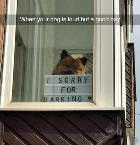 dog with sign that says i sorry for barking, best funny pictures, funny pics, funny photos, funny pictures, funny vids, the best funny pictures, really funny photos, funny photos of animals, funny photos 2016, funny photos 2017, funny photos 2018, funny photos 2019, funny pics 2016, funny pics 2017, funny pics 2018, funny pics 2019, funny pictures 2016, funny pictures 2017, funny pictures 2018, funny pictures 2019, funniest pics 2016, funniest pics 2017, funniest pics 2018, funniest pics 2019, funniest pictures 2016, funniest pictures 2017, funniest pictures 2018, funniest pictures 2019, funniest photos 2016, funniest photos 2017, funniest photos 2018, funniest photos 2019, where to find funny pictures, funny pictures which made everyone laugh, where funny pictures, where to download funny pictures, where to find funny pictures with captions, where to get funny pictures for instagram, where to find funny pictures to share, where to find funny pictures to share on facebook, where to see funny pictures, funny pictures for instagram, funny pictures for facebook, funny pictures for memes, funny pictures for wallpaper, funny pictures for him, funny pictures for her, funny pictures for friends, funny pictures for snapchat, funny pictures like uberhumor, funny pictures like 9gag, funny pictures like facebook, funny pictures like, funny pictures like ifunny, funny stuff like pictures, funny pictures to text, funny pictures to photoshop, funny pictures to send, funny pictures to caption, funny pictures to post, funny pictures to make someone feel better, funny pictures to put on facebook, funny pictures to make you laugh, funny pictures to make you smile, funny pictures to brighten your day, funny pictures to brighten someone's day, funny pictures with words, funny pictures with no words, funny pictures without captions, funny pictures with jokes, funny pictures with dogs, funny pictures with cats, funny pictures without words, funny pictures without text, where can I find funny photos,