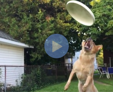 slow motion video of dog trying to catch frisbee and crashing into person taking video