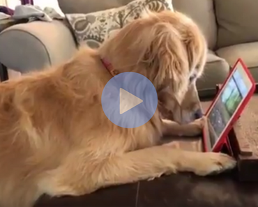 cute video of dog watching a squirrel video on a tablet