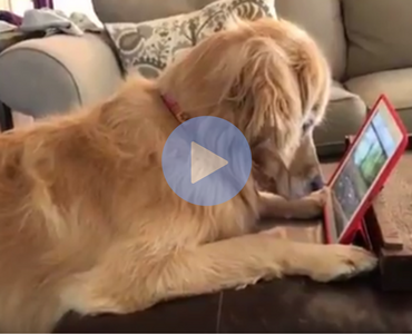 cute video of dog watching a squirrel video on a tablet