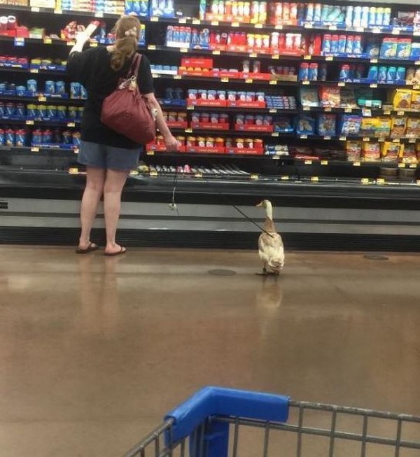 hilarious photo of duck on a leash in supermarket, funny internet pictures, funny internet, funniest pictures on the internet, internet funny, internet funny photos, funny web pictures, net jokes pictures, most funny pictures on the internet, the internet funny, funny internet photos, funniest images on the web, funniest images on the internet, funny pictures around the internet, funniest pics on the net, funny net, hysterically funny pictures, funny live pics, weekend jokes pictures, funny pictures messages photos, no way funny images, daily funny pics, craziest pictures on the internet, hilarious pictures, best funny pictures, funny pictures, daily funny pictures, funny pictures, hilarious pictures, best funny pictures, funny pictures. funny pics, best funny pics, hilarious pics, hilarious pictures, funny pic, goofy pics, pic dump, funny pic dump, pic dump, picdump