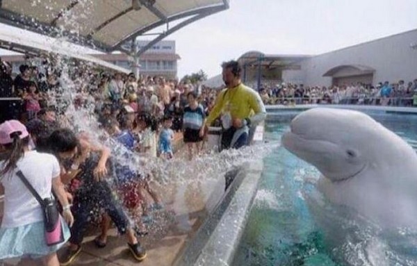 funny pic of whale spitting water on kids, funny internet pictures, funny internet, funniest pictures on the internet, internet funny, internet funny photos, funny web pictures, net jokes pictures, most funny pictures on the internet, the internet funny, funny internet photos, funniest images on the web, funniest images on the internet, funny pictures around the internet, funniest pics on the net, funny net, hysterically funny pictures, funny live pics, weekend jokes pictures, funny pictures messages photos, no way funny images, daily funny pics, craziest pictures on the internet, hilarious pictures, best funny pictures, funny pictures, daily funny pictures, funny pictures, hilarious pictures, best funny pictures, funny pictures. funny pics, best funny pics, hilarious pics, hilarious pictures, funny pic, goofy pics, pic dump, funny pic dump, pic dump, picdump