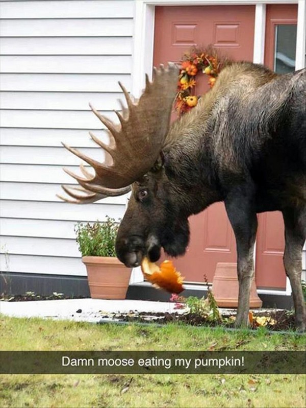 moose eating pumpkin, best funny pictures, funny pics, funny photos, funny pictures, funny vids, the best funny pictures, really funny photos, funny photos of animals, funny photos 2016, funny photos 2017, funny photos 2018, funny photos 2019, funny pics 2016, funny pics 2017, funny pics 2018, funny pics 2019, funny pictures 2016, funny pictures 2017, funny pictures 2018, funny pictures 2019, funniest pics 2016, funniest pics 2017, funniest pics 2018, funniest pics 2019, funniest pictures 2016, funniest pictures 2017, funniest pictures 2018, funniest pictures 2019, funniest photos 2016, funniest photos 2017, funniest photos 2018, funniest photos 2019, where to find funny pictures, funny pictures which made everyone laugh, where funny pictures, where to download funny pictures, where to find funny pictures with captions, where to get funny pictures for instagram, where to find funny pictures to share, where to find funny pictures to share on facebook, where to see funny pictures, funny pictures for instagram, funny pictures for facebook, funny pictures for memes, funny pictures for wallpaper, funny pictures for him, funny pictures for her, funny pictures for friends, funny pictures for snapchat, funny pictures like uberhumor, funny pictures like 9gag, funny pictures like facebook, funny pictures like, funny pictures like ifunny, funny stuff like pictures, funny pictures to text, funny pictures to photoshop, funny pictures to send, funny pictures to caption, funny pictures to post, funny pictures to make someone feel better, funny pictures to put on facebook, funny pictures to make you laugh, funny pictures to make you smile, funny pictures to brighten your day, funny pictures to brighten someone's day, funny pictures with words, funny pictures with no words, funny pictures without captions, funny pictures with jokes, funny pictures with dogs, funny pictures with cats, funny pictures without words, funny pictures without text, where can I find funny photos, best photos ever, best photo ever,