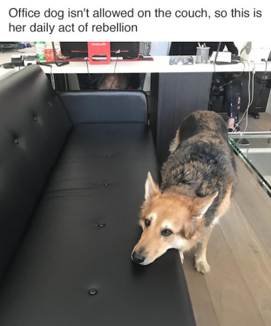 office dog not allowed on couch, best funny pictures, funny pics, funny photos, funny pictures, funny vids, the best funny pictures, really funny photos, funny photos of animals, funny photos 2016, funny photos 2017, funny photos 2018, funny photos 2019, funny pics 2016, funny pics 2017, funny pics 2018, funny pics 2019, funny pictures 2016, funny pictures 2017, funny pictures 2018, funny pictures 2019, funniest pics 2016, funniest pics 2017, funniest pics 2018, funniest pics 2019, funniest pictures 2016, funniest pictures 2017, funniest pictures 2018, funniest pictures 2019, funniest photos 2016, funniest photos 2017, funniest photos 2018, funniest photos 2019, where to find funny pictures, funny pictures which made everyone laugh, where funny pictures, where to download funny pictures, where to find funny pictures with captions, where to get funny pictures for instagram, where to find funny pictures to share, where to find funny pictures to share on facebook, where to see funny pictures, funny pictures for instagram, funny pictures for facebook, funny pictures for memes, funny pictures for wallpaper, funny pictures for him, funny pictures for her, funny pictures for friends, funny pictures for snapchat, funny pictures like uberhumor, funny pictures like 9gag, funny pictures like facebook, funny pictures like, funny pictures like ifunny, funny stuff like pictures, funny pictures to text, funny pictures to photoshop, funny pictures to send, funny pictures to caption, funny pictures to post, funny pictures to make someone feel better, funny pictures to put on facebook, funny pictures to make you laugh, funny pictures to make you smile, funny pictures to brighten your day, funny pictures to brighten someone's day, funny pictures with words, funny pictures with no words, funny pictures without captions, funny pictures with jokes, funny pictures with dogs, funny pictures with cats, funny pictures without words, funny pictures without text, where can I find funny photos, best photos ever, best photo ever,