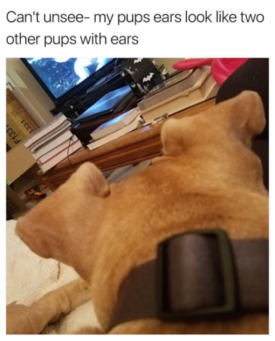 pups ears look like two other pups with ears, dog ears look like two other dogs with ears, best funny pictures, funny pics, funny photos, funny pictures, funny vids, the best funny pictures, really funny photos, funny photos of animals, funny photos 2016, funny photos 2017, funny photos 2018, funny photos 2019, funny pics 2016, funny pics 2017, funny pics 2018, funny pics 2019, funny pictures 2016, funny pictures 2017, funny pictures 2018, funny pictures 2019, funniest pics 2016, funniest pics 2017, funniest pics 2018, funniest pics 2019, funniest pictures 2016, funniest pictures 2017, funniest pictures 2018, funniest pictures 2019, funniest photos 2016, funniest photos 2017, funniest photos 2018, funniest photos 2019, where to find funny pictures, funny pictures which made everyone laugh, where funny pictures, where to download funny pictures, where to find funny pictures with captions, where to get funny pictures for instagram, where to find funny pictures to share, where to find funny pictures to share on facebook, where to see funny pictures, funny pictures for instagram, funny pictures for facebook, funny pictures for memes, funny pictures for wallpaper, funny pictures for him, funny pictures for her, funny pictures for friends, funny pictures for snapchat, funny pictures like uberhumor, funny pictures like 9gag, funny pictures like facebook, funny pictures like, funny pictures like ifunny, funny stuff like pictures, funny pictures to text, funny pictures to photoshop, funny pictures to send, funny pictures to caption, funny pictures to post, funny pictures to make someone feel better, funny pictures to put on facebook, funny pictures to make you laugh, funny pictures to make you smile, funny pictures to brighten your day, funny pictures to brighten someone's day, funny pictures with words, funny pictures with no words, funny pictures without captions, funny pictures with jokes, funny pictures with dogs, funny pictures with cats, funny pictures without words, funny pictures without text, where can I find funny photos, best photos ever, best photo ever,