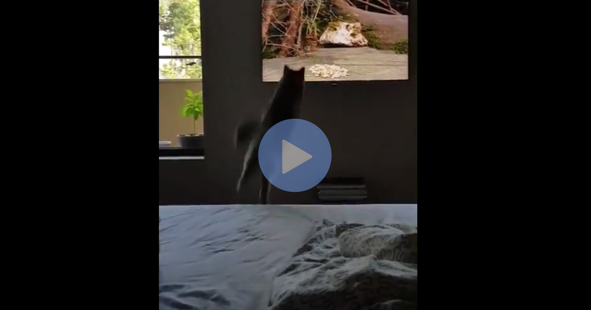 Idiot Cat Doesn T Realize How Televisions Work