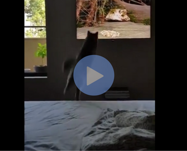 cat jumps into tv, cat jumps into television, cat jump fail, jumping cat fails, cat videos, cat fail, cat fails, cat falls, cat fall, cat jumps and falls, cat fall jump, cat knocks over papers, cat knocks over taxes, cat helps with taxes, taxes cat, cat taxes, cat fail videos, cat fail video, best cat fail videos, best cat fail videos 2016, best cat fail videos 2017, best cat fail videos 2018, best cat fail videos 2019, best cat fail videos 2020, funniest cat fail videos, funniest cat fail videos 2016, funniest cat fail videos 2017, funniest cat fail videos 2018, funniest cat fail videos 2019, funniest cat fail videos 2020, funny cat, funny cats, funny cat video, funny cat videos, cats funny, funny cats, funny video, funny videos, funny vid, funny vids, funniest video ever, animal video, animal videos, funny animal, funny animals, funniest cat videos 2016, funniest cat videos 2017, funniest cat videos 2018, funniest cat videos 2019, funniest cat videos 2020, funniest cats 2016, funniest cats 2017, funniest cats 2018, funniest cats 2019, funniest cats 2020, funniest kitten videos 2016, funniest kitten videos 2017, funniest kitten videos 2018, funniest kitten videos 2019, funniest kitten videos 2020