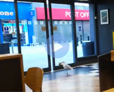 funny video of seagull steals chips from store