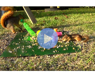 squirrel hits chipmunk with slinky, squirrel slinky, slinky fail