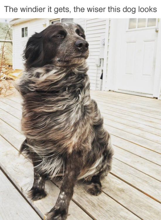 the windier it gets the wiser the dog looks, best funny pictures, funny pics, funny photos, funny pictures, funny vids, the best funny pictures, really funny photos, funny photos of animals, funny photos 2016, funny photos 2017, funny photos 2018, funny photos 2019, funny pics 2016, funny pics 2017, funny pics 2018, funny pics 2019, funny pictures 2016, funny pictures 2017, funny pictures 2018, funny pictures 2019, funniest pics 2016, funniest pics 2017, funniest pics 2018, funniest pics 2019, funniest pictures 2016, funniest pictures 2017, funniest pictures 2018, funniest pictures 2019, funniest photos 2016, funniest photos 2017, funniest photos 2018, funniest photos 2019, where to find funny pictures, funny pictures which made everyone laugh, where funny pictures, where to download funny pictures, where to find funny pictures with captions, where to get funny pictures for instagram, where to find funny pictures to share, where to find funny pictures to share on facebook, where to see funny pictures, funny pictures for instagram, funny pictures for facebook, funny pictures for memes, funny pictures for wallpaper, funny pictures for him, funny pictures for her, funny pictures for friends, funny pictures for snapchat, funny pictures like uberhumor, funny pictures like 9gag, funny pictures like facebook, funny pictures like, funny pictures like ifunny, funny stuff like pictures, funny pictures to text, funny pictures to photoshop, funny pictures to send, funny pictures to caption, funny pictures to post, funny pictures to make someone feel better, funny pictures to put on facebook, funny pictures to make you laugh, funny pictures to make you smile, funny pictures to brighten your day, funny pictures to brighten someone's day, funny pictures with words, funny pictures with no words, funny pictures without captions, funny pictures with jokes, funny pictures with dogs, funny pictures with cats, funny pictures without words, funny pictures without text, where can I find funny photos, best photos ever, best photo ever, silly photos, silly pictures, silly pics,