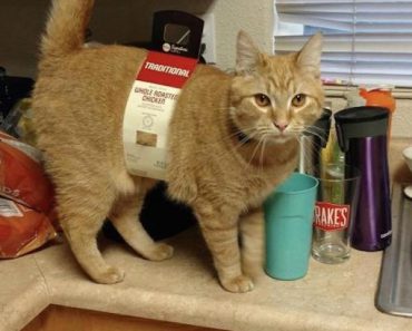 best funny pictures, funny pics, funny photos, funny pictures, funny vids, the best funny pictures, really funny photos, funny photos of animals, funny photos 2016, funny photos 2017, funny photos 2018, funny photos 2019, funny pics 2016, funny pics 2017, funny pics 2018, funny pics 2019, funny pictures 2016, funny pictures 2017, funny pictures 2018, funny pictures 2019, funniest pics 2016, funniest pics 2017, funniest pics 2018, funniest pics 2019, funniest pictures 2016, funniest pictures 2017, funniest pictures 2018, funniest pictures 2019, funniest photos 2016, funniest photos 2017, funniest photos 2018, funniest photos 2019, where to find funny pictures, funny pictures which made everyone laugh, where funny pictures, where to download funny pictures, where to find funny pictures with captions, where to get funny pictures for instagram, where to find funny pictures to share, where to find funny pictures to share on facebook, where to see funny pictures, funny pictures for instagram, funny pictures for facebook, funny pictures for memes, funny pictures for wallpaper, funny pictures for him, funny pictures for her, funny pictures for friends, funny pictures for snapchat, funny pictures like uberhumor, funny pictures like 9gag, funny pictures like facebook, funny pictures like, funny pictures like ifunny, funny stuff like pictures, funny pictures to text, funny pictures to photoshop, funny pictures to send, funny pictures to caption, funny pictures to post, funny pictures to make someone feel better, funny pictures to put on facebook, funny pictures to make you laugh, funny pictures to make you smile, funny pictures to brighten your day, funny pictures to brighten someone's day, funny pictures with words, funny pictures with no words, funny pictures without captions, funny pictures with jokes, funny pictures with dogs, funny pictures with cats, funny pictures without words, funny pictures without text, where can I find funny photos, best photos ever, best photo ever, silly photos, silly pictures, silly pics,