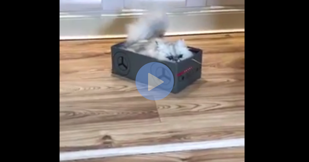 My Spirit Animal Is This Lazy Cat That Loves Being Pulled Around In A Box