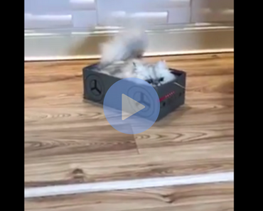 cat in a box, cat being dragged around in box, asshole cat, asshole cats, cats being asshole, cats are assholes, funny cat, funny cats, cat knocking things over, cat knocking things off table, funny cat video, funny cat videos, cats funny, funny cats, funny video, funny videos, funny vid, funny vids, funniest video ever, animal video, animal videos, funny animal, funny animals