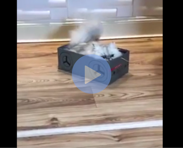 cat in a box, cat being dragged around in box, asshole cat, asshole cats, cats being asshole, cats are assholes, funny cat, funny cats, cat knocking things over, cat knocking things off table, funny cat video, funny cat videos, cats funny, funny cats, funny video, funny videos, funny vid, funny vids, funniest video ever, animal video, animal videos, funny animal, funny animals
