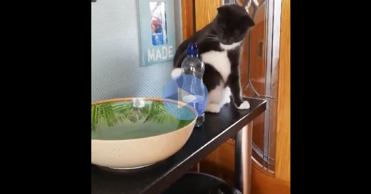 Cat Knocks Bottle Down Repeatedly, Further Solidifying The Fact That