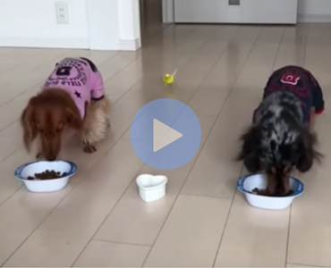 bird racing to eat with dogs, bird runs out to eat with dogs, bird eating with dogs, bird eating from bowl with dogs, dogs and bird eating together, bird and dogs eating together, funniest bird ever, funny bird, bird funny, funny bird videos, funniest bird videos 2016, funniest bird videos 2017, funniest bird videos 2018, funniest bird videos 2019, funniest bird videos 2020, funny video, funny videos, funny vid, funny vids, funniest video ever, animal video, animal videos, funny animal, funny animals, funny dog, funny dogs, happy dog, dog happy