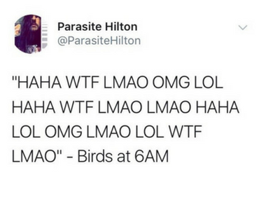 birds at 6am, funny birds, bird funny, bird joke, bird jokes, funniest tweets, funny tweets, best tweets, top tweets, tweets, tweet, top tweet, best tweet, funny tweet, funniest tweet, hilarious tweets, very funny tweets