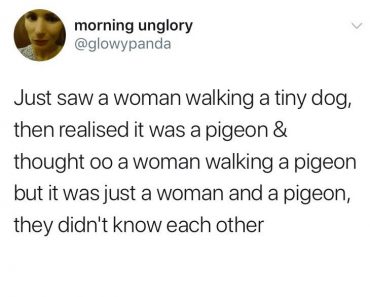 woman walking a pigeon, funniest tweets, funny tweets, best tweets, top tweets, tweets, tweet, top tweet, best tweet, funny tweet, funniest tweet, hilarious tweets, very funny tweets