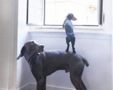 best funny pictures, funny pics, funny photos, funny pictures, funny vids, the best funny pictures, really funny photos, funny photos of animals, funny photos 2016, funny photos 2017, funny photos 2018, funny photos 2019, funny pics 2016, funny pics 2017, funny pics 2018, funny pics 2019, funny pictures 2016, funny pictures 2017, funny pictures 2018, funny pictures 2019, funniest pics 2016, funniest pics 2017, funniest pics 2018, funniest pics 2019, funniest pictures 2016, funniest pictures 2017, funniest pictures 2018, funniest pictures 2019, funniest photos 2016, funniest photos 2017, funniest photos 2018, funniest photos 2019, where to find funny pictures, funny pictures which made everyone laugh, where funny pictures, where to download funny pictures, where to find funny pictures with captions, where to get funny pictures for instagram, where to find funny pictures to share, where to find funny pictures to share on facebook, where to see funny pictures, funny pictures for instagram, funny pictures for facebook, funny pictures for memes, funny pictures for wallpaper, funny pictures for him, funny pictures for her, funny pictures for friends, funny pictures for snapchat, funny pictures like uberhumor, funny pictures like 9gag, funny pictures like facebook, funny pictures like, funny pictures like ifunny, funny stuff like pictures, funny pictures to text, funny pictures to photoshop, funny pictures to send, funny pictures to caption, funny pictures to post, funny pictures to make someone feel better, funny pictures to put on facebook, funny pictures to make you laugh, funny pictures to make you smile, funny pictures to brighten your day, funny pictures to brighten someone's day, funny pictures with words, funny pictures with no words, funny pictures without captions, funny pictures with jokes, funny pictures with dogs, funny pictures with cats, funny pictures without words, funny pictures without text, where can I find funny photos, best photos ever, best photo ever, silly photos, silly pictures, silly pics,