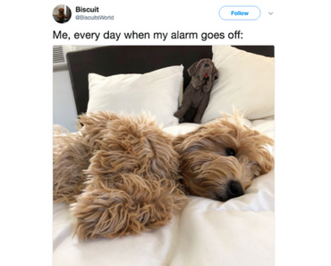 cute dogs, best dog account, best dog twitter accounts, best dog instagram accounts, best funny pictures, funny pics, funny photos, funny pictures, funny vids, the best funny pictures, really funny photos, funny photos of animals, funny photos 2016, funny photos 2017, funny photos 2018, funny photos 2019, funny pics 2016, funny pics 2017, funny pics 2018, funny pics 2019, funny pictures 2016, funny pictures 2017, funny pictures 2018, funny pictures 2019, funniest pics 2016, funniest pics 2017, funniest pics 2018, funniest pics 2019, funniest pictures 2016, funniest pictures 2017, funniest pictures 2018, funniest pictures 2019, funniest photos 2016, funniest photos 2017, funniest photos 2018, funniest photos 2019, where to find funny pictures, funny pictures which made everyone laugh, where funny pictures, where to download funny pictures, where to find funny pictures with captions, where to get funny pictures for instagram, where to find funny pictures to share, where to find funny pictures to share on facebook, where to see funny pictures, funny pictures for instagram, funny pictures for facebook, funny pictures for memes, funny pictures for wallpaper, funny pictures for him, funny pictures for her, funny pictures for friends, funny pictures for snapchat, funny pictures like uberhumor, funny pictures like 9gag, funny pictures like facebook, funny pictures like, funny pictures like ifunny, funny stuff like pictures, funny pictures to text, funny pictures to photoshop, funny pictures to send, funny pictures to caption, funny pictures to post, funny pictures to make someone feel better, funny pictures to put on facebook, funny pictures to make you laugh, funny pictures to make you smile, funny pictures to brighten your day, funny pictures to brighten someone's day, funny pictures with words, funny pictures with no words, funny pictures without captions, funny pictures with jokes, funny pictures with dogs, funny pictures with cats, funny pictures without words, funny pictures without text, where can I find funny photos, best photos ever, best photo ever, silly photos, silly pictures, silly pics,
