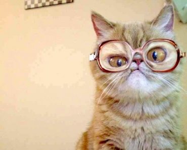 best funny pictures, funny pics, funny photos, funny pictures, funny vids, the best funny pictures, really funny photos, funny photos of animals, funny photos 2016, funny photos 2017, funny photos 2018, funny photos 2019, funny pics 2016, funny pics 2017, funny pics 2018, funny pics 2019, funny pictures 2016, funny pictures 2017, funny pictures 2018, funny pictures 2019, funniest pics 2016, funniest pics 2017, funniest pics 2018, funniest pics 2019, funniest pictures 2016, funniest pictures 2017, funniest pictures 2018, funniest pictures 2019, funniest photos 2016, funniest photos 2017, funniest photos 2018, funniest photos 2019, where to find funny pictures, funny pictures which made everyone laugh, where funny pictures, where to download funny pictures, where to find funny pictures with captions, where to get funny pictures for instagram, where to find funny pictures to share, where to find funny pictures to share on facebook, where to see funny pictures, funny pictures for instagram, funny pictures for facebook, funny pictures for memes, funny pictures for wallpaper, funny pictures for him, funny pictures for her, funny pictures for friends, funny pictures for snapchat, funny pictures like uberhumor, funny pictures like 9gag, funny pictures like facebook, funny pictures like, funny pictures like ifunny, funny stuff like pictures, funny pictures to text, funny pictures to photoshop, funny pictures to send, funny pictures to caption, funny pictures to post, funny pictures to make someone feel better, funny pictures to put on facebook, funny pictures to make you laugh, funny pictures to make you smile, funny pictures to brighten your day, funny pictures to brighten someone's day, funny pictures with words, funny pictures with no words, funny pictures without captions, funny pictures with jokes, funny pictures with dogs, funny pictures with cats, funny pictures without words, funny pictures without text, where can I find funny photos, best photos ever, best photo ever, silly photos, silly pictures, silly pics,