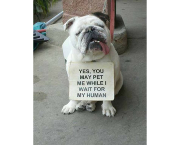 you may pet me sign, best funny pictures, funny pics, funny photos, funny pictures, funny vids, the best funny pictures, really funny photos, funny photos of animals, funny photos 2016, funny photos 2017, funny photos 2018, funny photos 2019, funny pics 2016, funny pics 2017, funny pics 2018, funny pics 2019, funny pictures 2016, funny pictures 2017, funny pictures 2018, funny pictures 2019, funniest pics 2016, funniest pics 2017, funniest pics 2018, funniest pics 2019, funniest pictures 2016, funniest pictures 2017, funniest pictures 2018, funniest pictures 2019, funniest photos 2016, funniest photos 2017, funniest photos 2018, funniest photos 2019, where to find funny pictures, funny pictures which made everyone laugh, where funny pictures, where to download funny pictures, where to find funny pictures with captions, where to get funny pictures for instagram, where to find funny pictures to share, where to find funny pictures to share on facebook, where to see funny pictures, funny pictures for instagram, funny pictures for facebook, funny pictures for memes, funny pictures for wallpaper, funny pictures for him, funny pictures for her, funny pictures for friends, funny pictures for snapchat, funny pictures like uberhumor, funny pictures like 9gag, funny pictures like facebook, funny pictures like, funny pictures like ifunny, funny stuff like pictures, funny pictures to text, funny pictures to photoshop, funny pictures to send, funny pictures to caption, funny pictures to post, funny pictures to make someone feel better, funny pictures to put on facebook, funny pictures to make you laugh, funny pictures to make you smile, funny pictures to brighten your day, funny pictures to brighten someone's day, funny pictures with words, funny pictures with no words, funny pictures without captions, funny pictures with jokes, funny pictures with dogs, funny pictures with cats, funny pictures without words, funny pictures without text, where can I find funny photos, best photos ever, best photo ever, silly photos, silly pictures, silly pics,