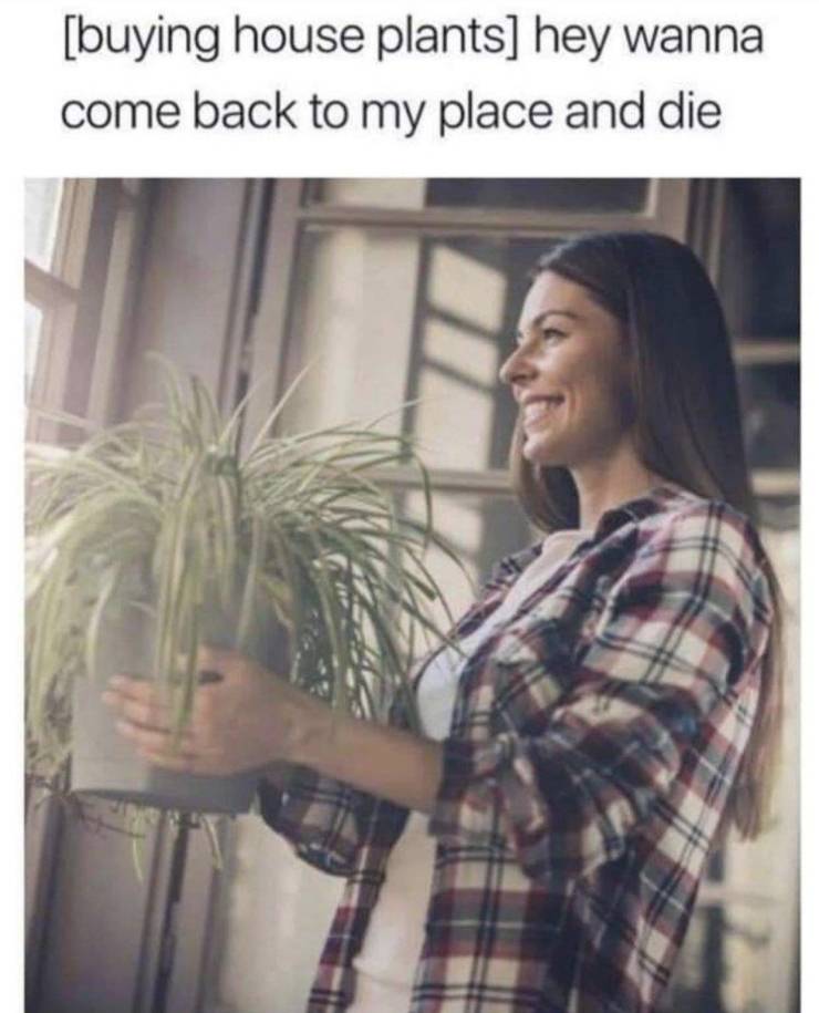buying house plants meme, buying house plants funny picture, buying house plants hey wanna come back to my place and die, house plants funny picture
