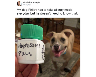 handsome pills dog