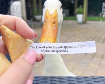 best funny pictures, funny pics, funny photos, funny pictures, funny vids, the best funny pictures, really funny photos, funny photos of animals, funny photos 2016, funny photos 2017, funny photos 2018, funny photos 2019, funny pics 2016, funny pics 2017, funny pics 2018, funny pics 2019, funny pictures 2016, funny pictures 2017, funny pictures 2018, funny pictures 2019, funniest pics 2016, funniest pics 2017, funniest pics 2018, funniest pics 2019, funniest pictures 2016, funniest pictures 2017, funniest pictures 2018, funniest pictures 2019, funniest photos 2016, funniest photos 2017, funniest photos 2018, funniest photos 2019, where to find funny pictures, funny pictures which made everyone laugh, where funny pictures, where to download funny pictures, where to find funny pictures with captions, where to get funny pictures for instagram, where to find funny pictures to share, where to find funny pictures to share on facebook, where to see funny pictures, funny pictures for instagram, funny pictures for facebook, funny pictures for memes, funny pictures for wallpaper, funny pictures for him, funny pictures for her, funny pictures for friends, funny pictures for snapchat, funny pictures like uberhumor, funny pictures like 9gag, funny pictures like facebook, funny pictures like, funny pictures like ifunny, funny stuff like pictures, funny pictures to text, funny pictures to photoshop, funny pictures to send, funny pictures to caption, funny pictures to post, funny pictures to make someone feel better, funny pictures to put on facebook, funny pictures to make you laugh, funny pictures to make you smile, funny pictures to brighten your day, funny pictures to brighten someone's day, funny pictures with words, funny pictures with no words, funny pictures without captions, funny pictures with jokes, funny pictures with dogs, funny pictures with cats, funny pictures without words, funny pictures without text, where can I find funny photos, best photos ever, best photo ever, silly photos, silly pictures, silly pics,