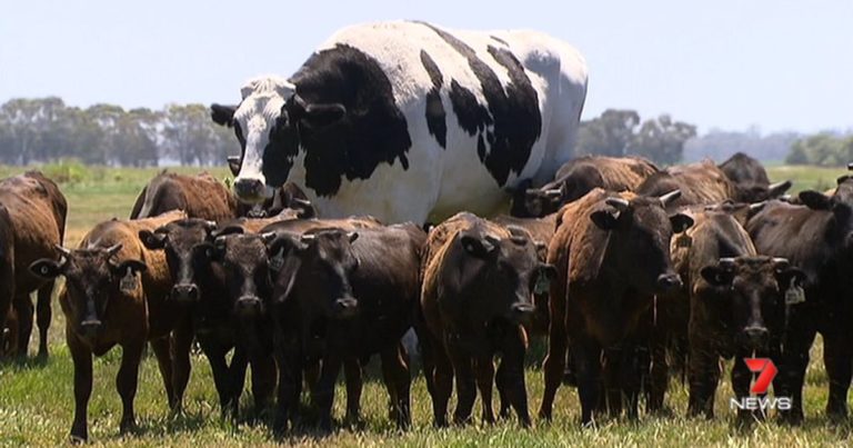 17 Funniest Tweets About ‘Giant Cow,’ The Viral Sensation Breaking The Internet
