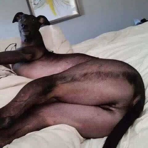 dog with some bare skin cursed image, dog with some bare skin cursed picture, dog with some bare skin cursed pic, r/cursed images, cursed images meme, cursed photos, cursed pictures, cursed pics