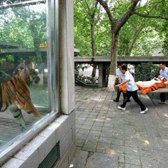 tiger costume being carried on what appears to be a stretcher near actual tiger cursed image, r/cursed images, cursed images meme, cursed photos, cursed pictures, cursed pics, weird pictures, cringe pictures, cringe internet, internet cringe pictures, cursed memes, cursed meme, cursed images, cursed memes, cursed images meme, edgy cursed images, r cursed images,rare cursed images, funny, cursed images, cursed pictures, cursed photos, cursedimages, weird cursed images,extremely cursed images, dank cursed images, very cursed images, cursed cursed images, cursed pics, food cursed images, best pictures ever, weirdest picture ever, worst memes ever, really cursed images, weirdest pictures on the internet, what is a cursed image funniest images ever, worst picture ever, very weird pictures, best images ever, weirdest photos ever, weirdest image ever, scariest pic ever, funny cursed memes, cursed images of people, weirdest photos on the internet, the coolest pictures ever, r cursed, worst images, how to make a cursed image, worst photo ever, worst images on the internet, cursed images wallpaper, worst photos, weirdest memes ever, the weirdest picture ever, worst picture on the internet, cursed memes images, weirdest pics ever, craziest pictures ever seen, images weird, world's weirdest pictures, best ever seen images, most weird pictures in the world, top 10 scariest pictures ever, the weirdest picture in the world, worst funny pictures, craziest pictures of all time, best images ever seen, worst pic ever, the weirdest pictures, horrible witch images, how to find cursed images, worst photo in the world, worst image ever, cringiest memes of all time, weirdest image on the internet, the most random photo, worst picture ever on the internet, cursed images collection, top cursed images, cursed images creepy, 10 most weird photos, funny cursed photos, best images ever in the world, horrible but funny pictures, cursed images party, the stupidest picture ever, cursed images bed, most horrible images, cursed images folder download, cursed interne