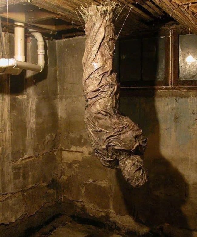 what appears to be hanging human body cocoon cursed image, what appears to be hanging human body cocoon cursed picture, what appears to be hanging human body cursed pic, cursed images, cursed image meme, r/cursed images, rcursed images, r cursed images, weird images