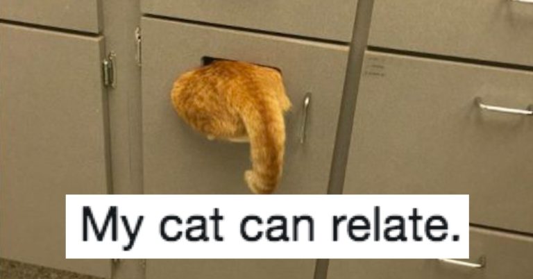 People Are Sharing Pics Of Their Cats Hiding From The Vet And They’re Hilarious