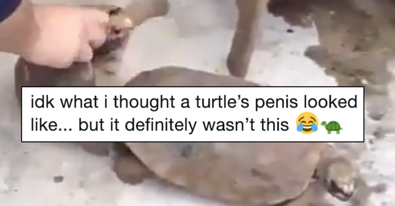 This Viral Video Of A Turtle’s Dong Has People Reaching For Eye Bleach
