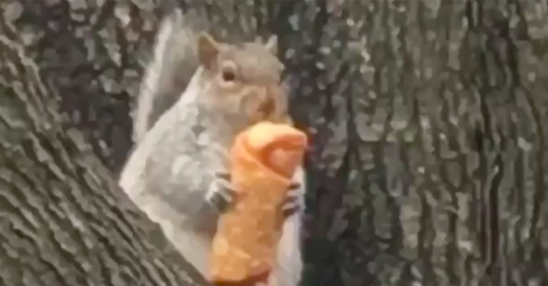 Egg Roll Squirrel Is The New Pizza Rat, And People Love Him