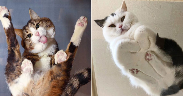 Just 35 Hilariously Weird Pictures Of Cats On Glass Tables