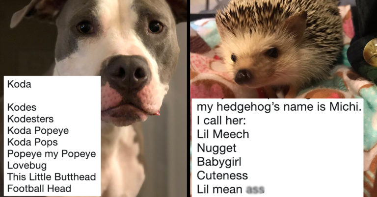 People Are Tweeting Out The Weird And Funny Nicknames They Call Their Pets