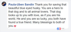 Guy rescues abandoned dog, dog transformations, rescue dogs before and after photos, people save abandoned animals, guy finds out rescue dog is a husky, husky nursed back to health, humanity, angel rescues starving dog, person rescues abused animal, husky, starving husky nursed back to health, Hope the Husky, trending story, feel-good story, dogs are better than people, dog lovers, animal lovers, people who love dogs, dog stories, stories about rescue dogs, dogs who need homes, 