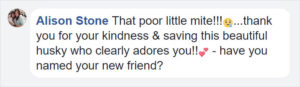 Guy rescues abandoned dog, dog transformations, rescue dogs before and after photos, people save abandoned animals, guy finds out rescue dog is a husky, husky nursed back to health, humanity, angel rescues starving dog, person rescues abused animal, husky, starving husky nursed back to health, Hope the Husky, trending story, feel-good story, dogs are better than people, dog lovers, animal lovers, people who love dogs, dog stories, stories about rescue dogs, dogs who need homes, 