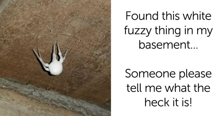 25 Times People Asked The Internet To Identify Something Really Odd And The Internet Delivered