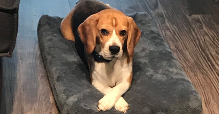 19 Tweets You’ll Never Really Understand Unless You Have A Dog