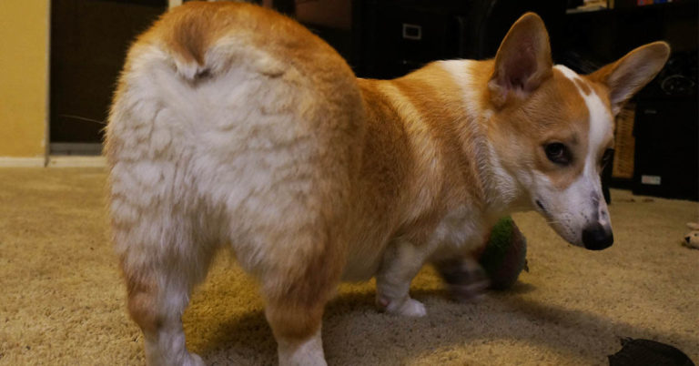 People Share The Hilarious Rules Their Pets Have ‘Created’ For The Entire Household To Follow