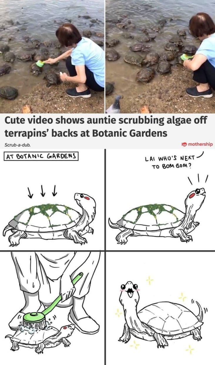 wholesome meme - botanic garden turtle