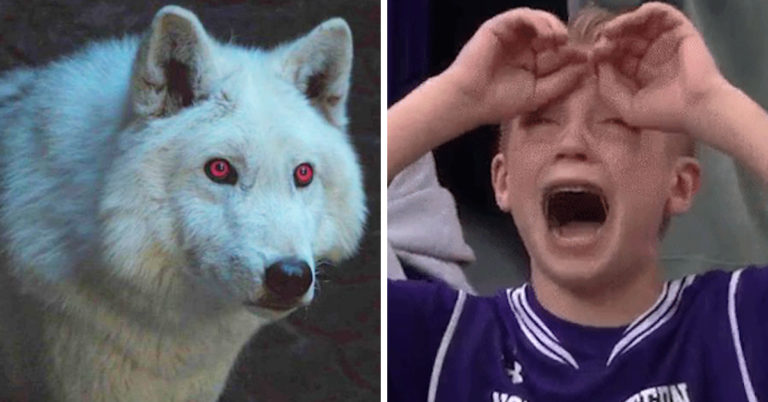 What Happened To Ghost, Drogon, And Rhaegal During The Battle Of Winterfell?